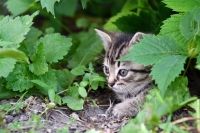 Catmint voor je katten: doen of niet?