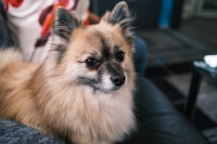 Drie nieuwe hondenrassen die de AKC officieel erkend heeft