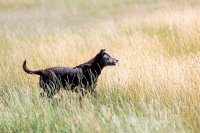 Zo gevaarlijk zijn grasaren voor je hond in de zomer