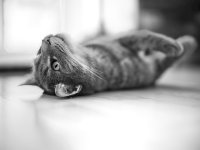 Katten verdragen hitte slechter dan je denkt