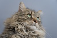 Dit zijn de populairste kattenrassen van 2026