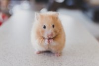 Deze hamster mag je voorlopig niet meer kopen