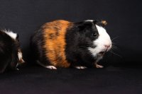 Een cavia is niet gewoon een goedkoper konijn