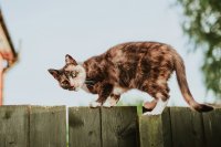 Je kat raakt vaker zoek dan je denkt (zo voorkom je het)