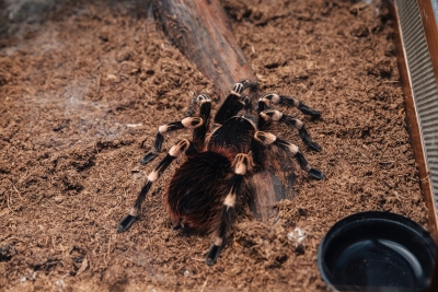 Spinnen zijn gewoon leuk!