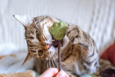 Zo veel aandacht heeft jouw kat per dag echt nodig