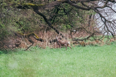 Wist je dat jouw hond een reekalfje in gevaar kan brengen?