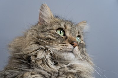 Dit zijn de populairste kattenrassen van 2026