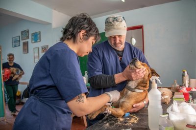 Zo voorkom je een onverwacht hoge dierenartsrekening