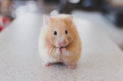 Deze hamster mag je voorlopig niet meer kopen