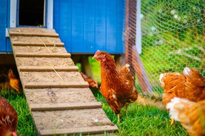 Zo bescherm je hobbykippen tegen vogelgriep dit najaar