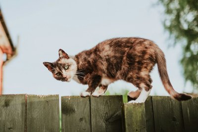 Je kat raakt vaker zoek dan je denkt (zo voorkom je het)