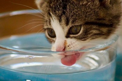 Nierziekte bij katten blijft vaak te lang onopgemerkt