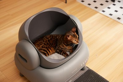 Je kattenbak is waarschijnlijk te klein voor je kat