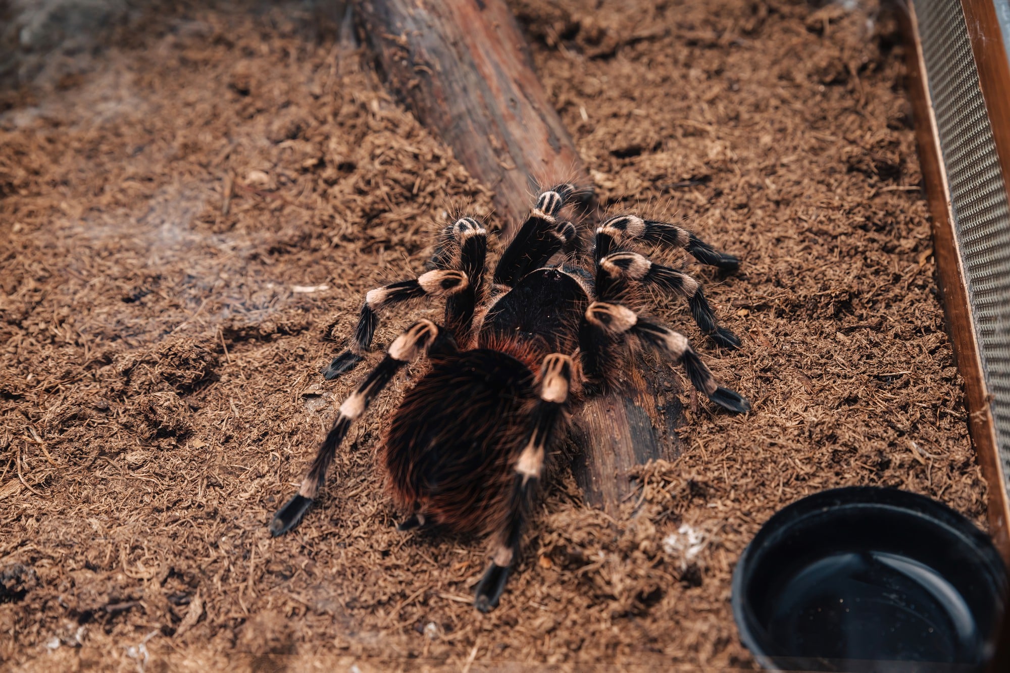 Spinnen zijn gewoon leuk!